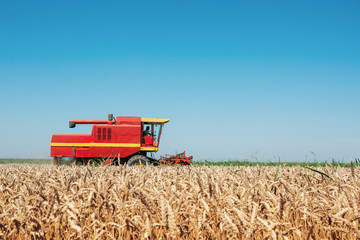 Obraz premium Combine harvesting in a field of golden wheat.
