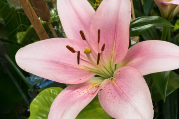 Lilienblüte © Eberhard Spaeth