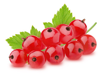 Twig of red currant with leaves isolated on a white background.