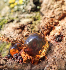Drop of resin on the wooden surface, sunny day, golden droplets