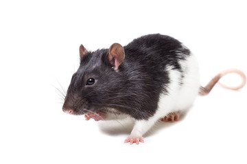  rat isolated on white background
