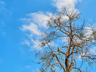 branches in the blue sky background