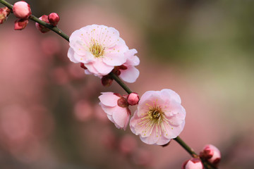 Obraz premium ピンク色の梅の花（見驚）