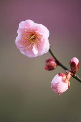 Fototapeta na wymiar ピンク色の梅の花（見驚）