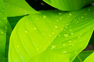 Picture of green leaves that are wet with water droplets from nature	