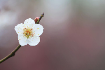 白い梅の花（白加賀）