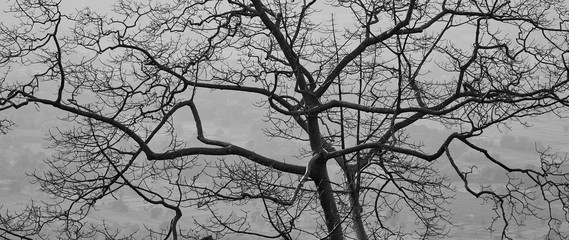 Obraz premium landscape tree in the morning