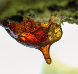 Light red yellow resin in orchard