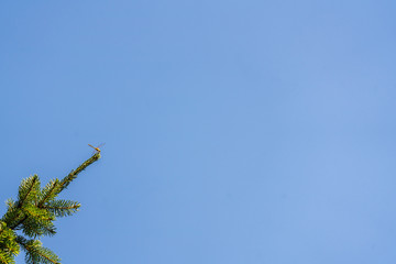 Dragonfly sits on branch of Serbian Christmas tree on background of blue cloudless sky. Natural habitat on plants in magical evergreen garden. Summer sunny day. There is place for text.