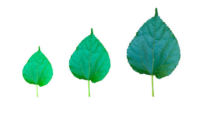 Beautifully cut white background mulberry leaf picture.