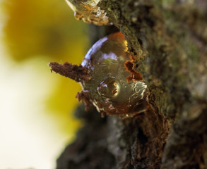 Globular solid resin on  apricot tree