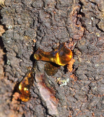 Transparent solid resin on rough apricot tree