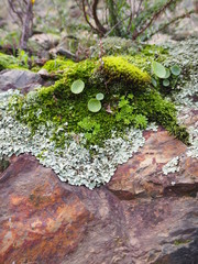 moss on stone wall