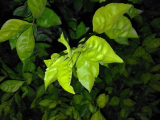 green leaf picture capture in night