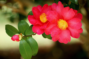 サザンカ　山茶花　赤い花