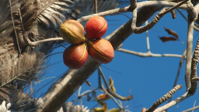 nuts or berries hang on dry branches in the tropics