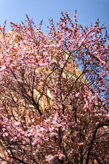 Vertical spring background with blossoming tree with pink flowers in front of big building. April May time of blooming and allergy. Allergic background