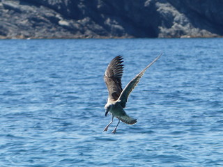 pelican in flight