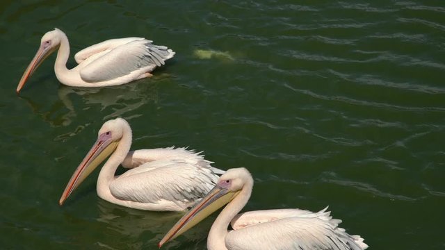 Pink backet pelicans - Pelecanus rufescens swimming in the water, one of them poops in the water. Three beautiful pink wild pelicans on the water surface