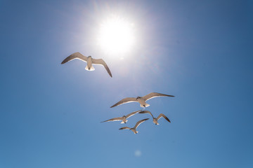 Seagull flock flight