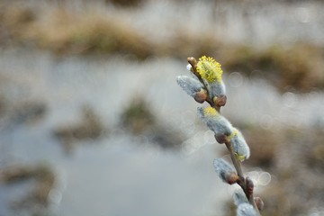 Spring Bud break on the trees.