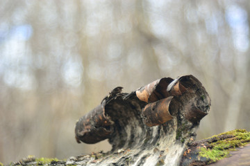 Old birch bark in the forest.