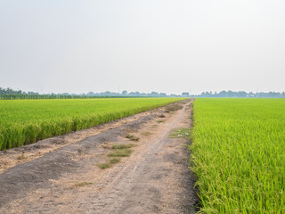 Rice is an economic crop in Asia