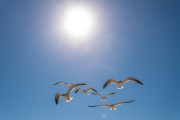 Seagull flock flying in clear sky