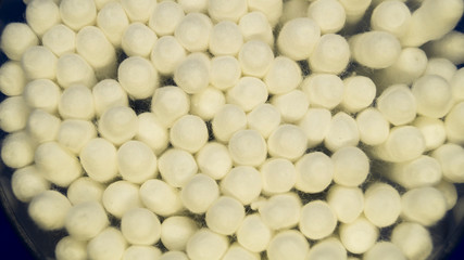 Top view of many white cotton buds.