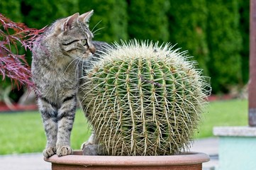 cat in the garden