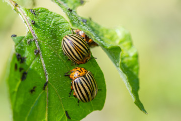 Colorado potato beetles eating potato leaves