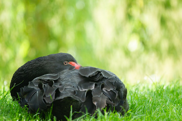 Black swan sleeping