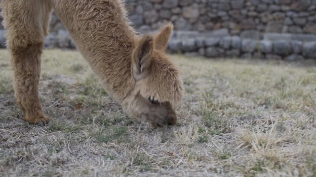 Close-up of young brown baby alpaca eating grass at Sacsayhuaman Inca ruins near Cusco, Peru
