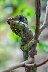 Chamäleon am Ast