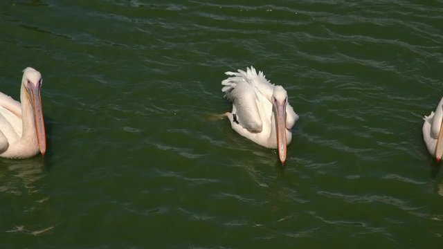 Pink backet pelicans - Pelecanus rufescens swimming in the water. Three beautiful pink wild pelicans on the water surface