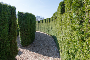 Green garden in spring