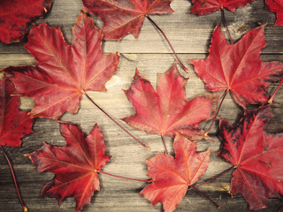 autumn forest with maple trees on wooden background