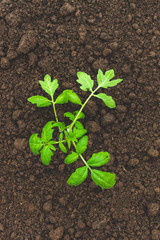 Smart farming with IoT, futuristic agriculture concept, cultivating ecological agricultural using innovative technologies