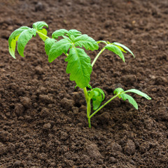 Smart farming with IoT, futuristic agriculture concept, cultivating ecological agricultural using innovative technologies