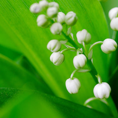 Spring white buds of forest lilies of the valley with green leaves