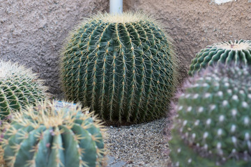 Cactus in the garden