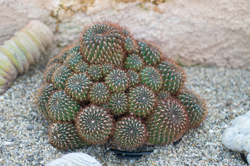 Cactus in the garden
