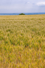 France. Oise. Champs de blé encore vert avant la moisson. Wheat fields still green before harvest.