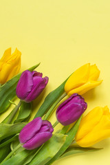 Yellow and purple flowers tulips in a bouquet on a yellow background, a festive spring background greeting card