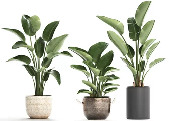 Fototapete Pflanzen tropische Pflanzen Strelitzia in einem Topf auf weißem Hintergrund