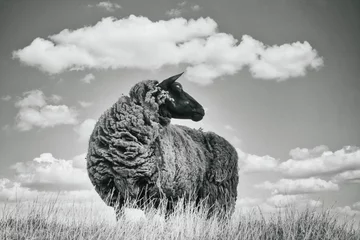 Selbstklebende Fototapeten Black and white image, one brown sheep in the grass, photographed from below © Dasya - Dasya