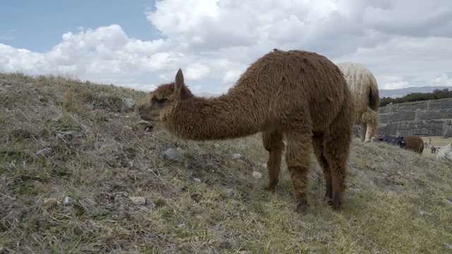 Cute young little brown alpaca grazing at ancient Inca ruins of Sacsayhuaman, Cusco, Peru. White alpacas in background.