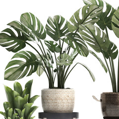  Monstera isolated on white background