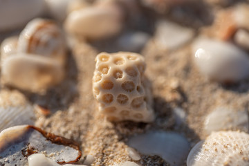 coral stone on sand