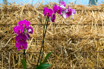 flowers in basket
